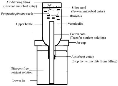 Study on diversity, nitrogen-fixing capacity, and heavy metal tolerance of culturable Pongamia pinnata rhizobia in the vanadium-titanium magnetite tailings